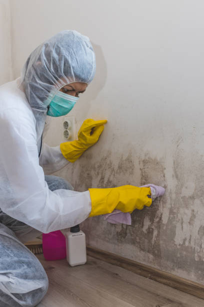 Best Environmental Consulting for Mold Prevention  in St Francis, WI