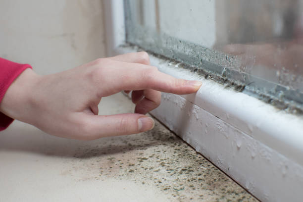 Best Comprehensive Air Testing for Mold Contaminants  in St Francis, WI