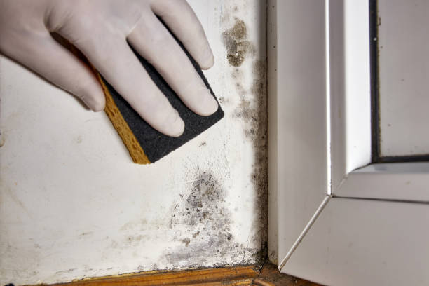 Mold Documentation for Insurance Claims in St Francis, WI