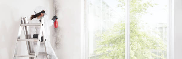 Best Mold Odor Removal Services  in St Francis, WI